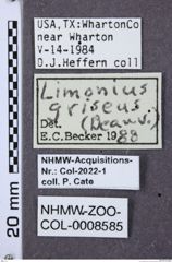 Etiketten zu Gambrinus griseus (NHMW-ZOO-COL-0008585)
